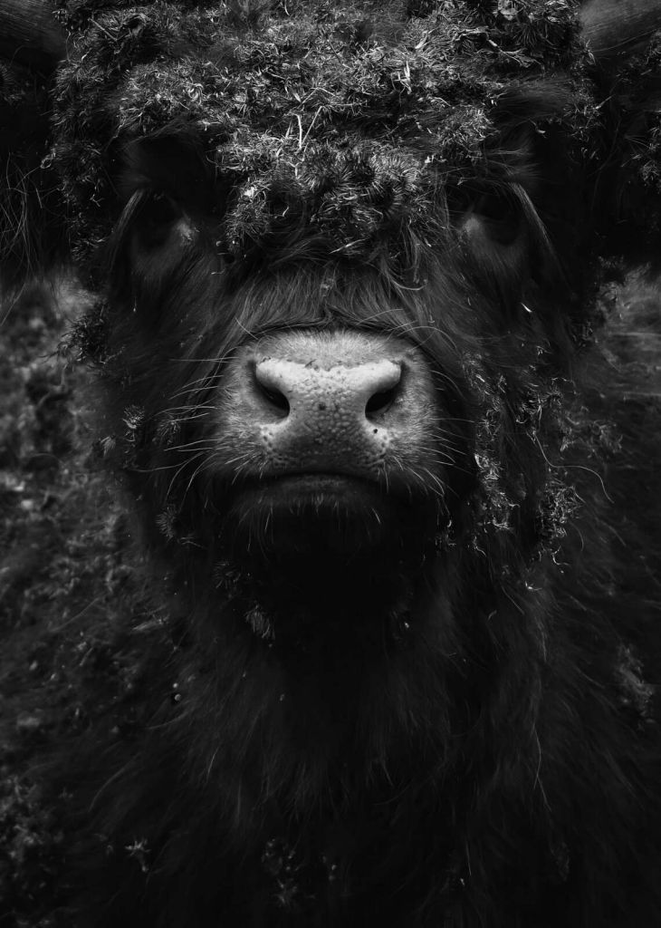 Zwarte hooglander close-up portret