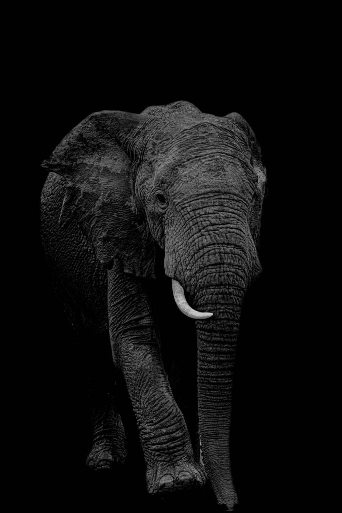 Staande olifant in zwart wit