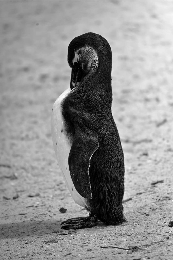Zwart-witte pinguïn in rust