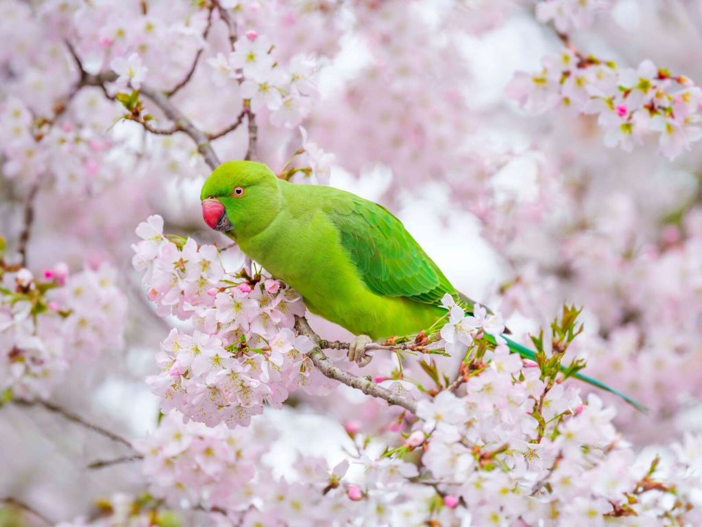 Groene papegaai tussen bloesems