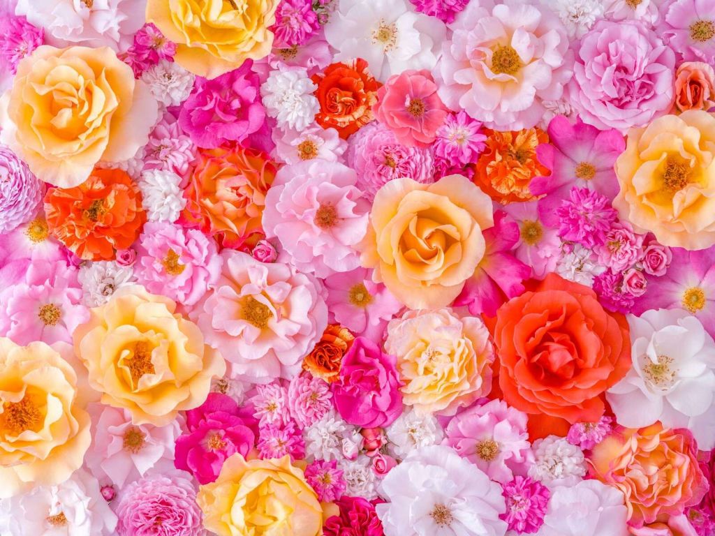 Kleurrijke rozen in pastelbloei