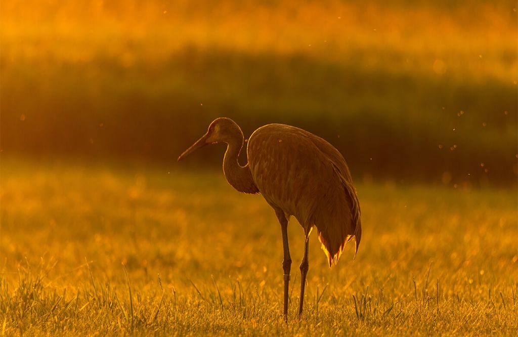Kraanvogel met zonsondergang