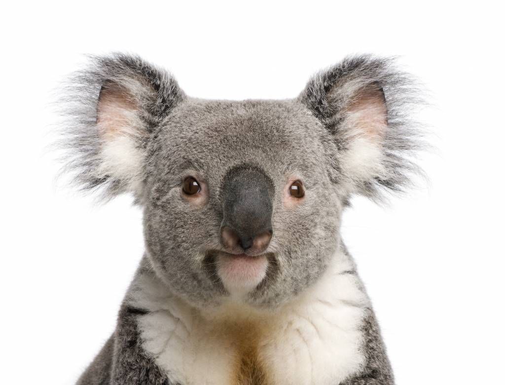 Overige - Foto van een koala - Kinderkamer