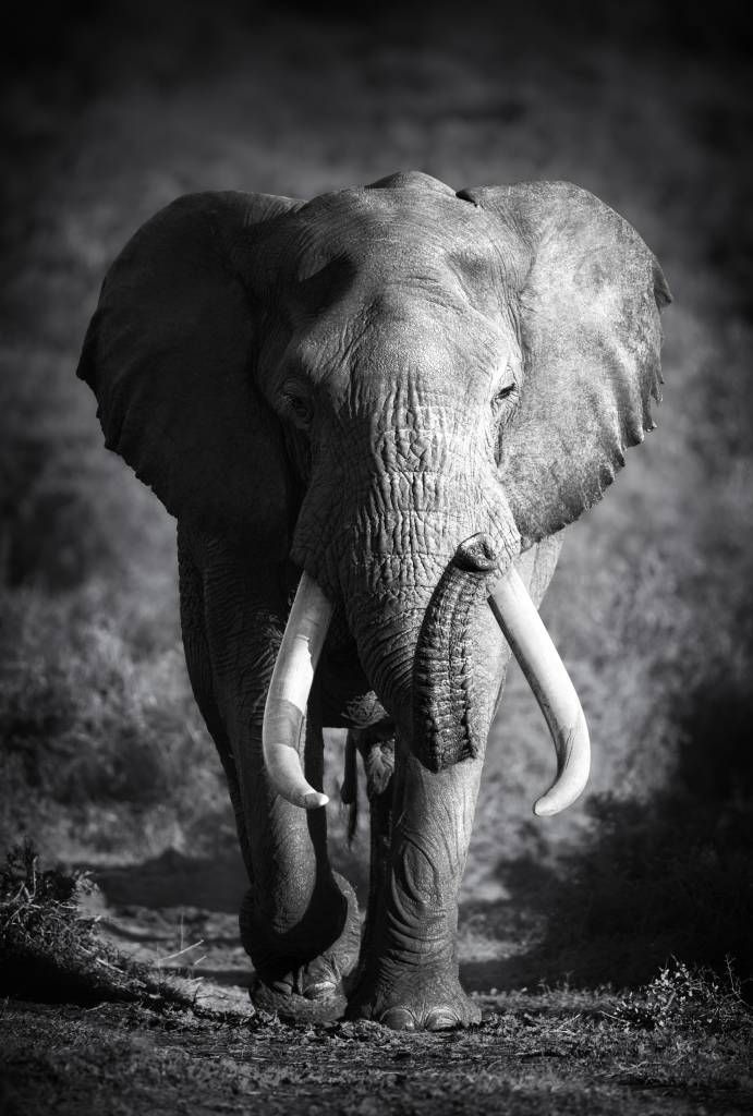 Zwart Wit behang - Afrikaanse olifant - Tienerkamer