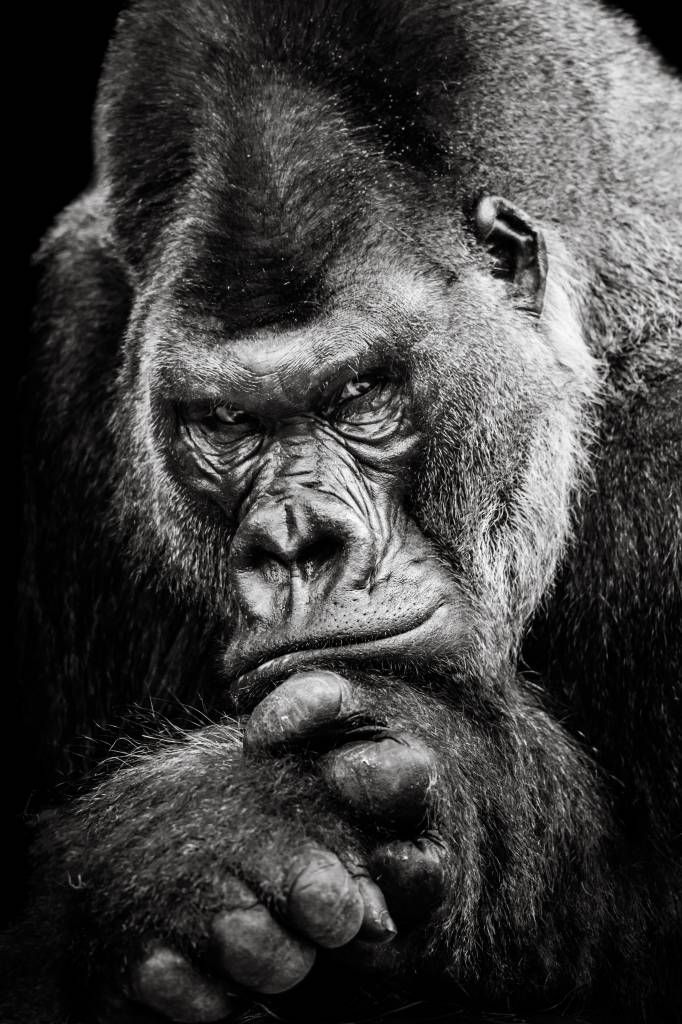 Zwart Wit behang - Close-up foto van een gorilla - Tienerkamer