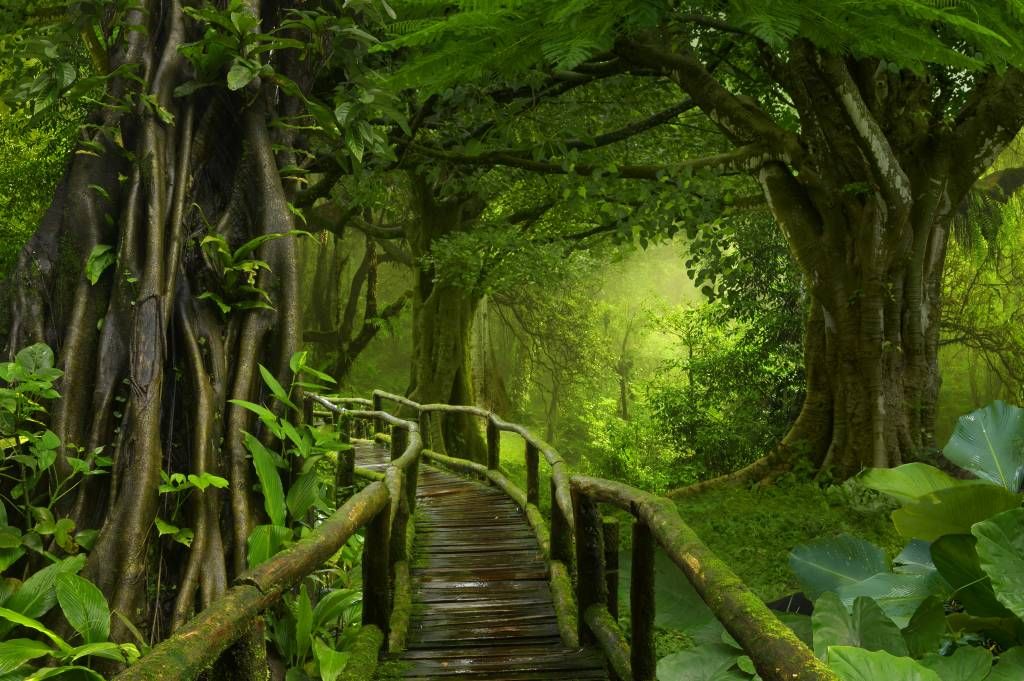Bomen - Houten brug door een groene jungle - Slaapkamer