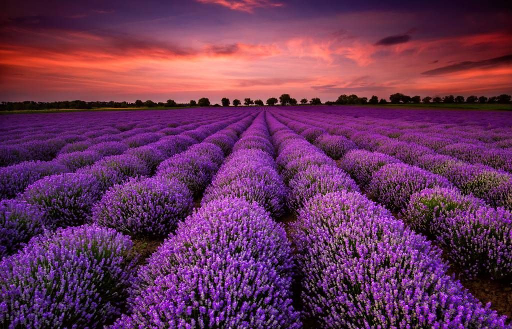 Bloemenvelden - Lavendel veld - Slaapkamer