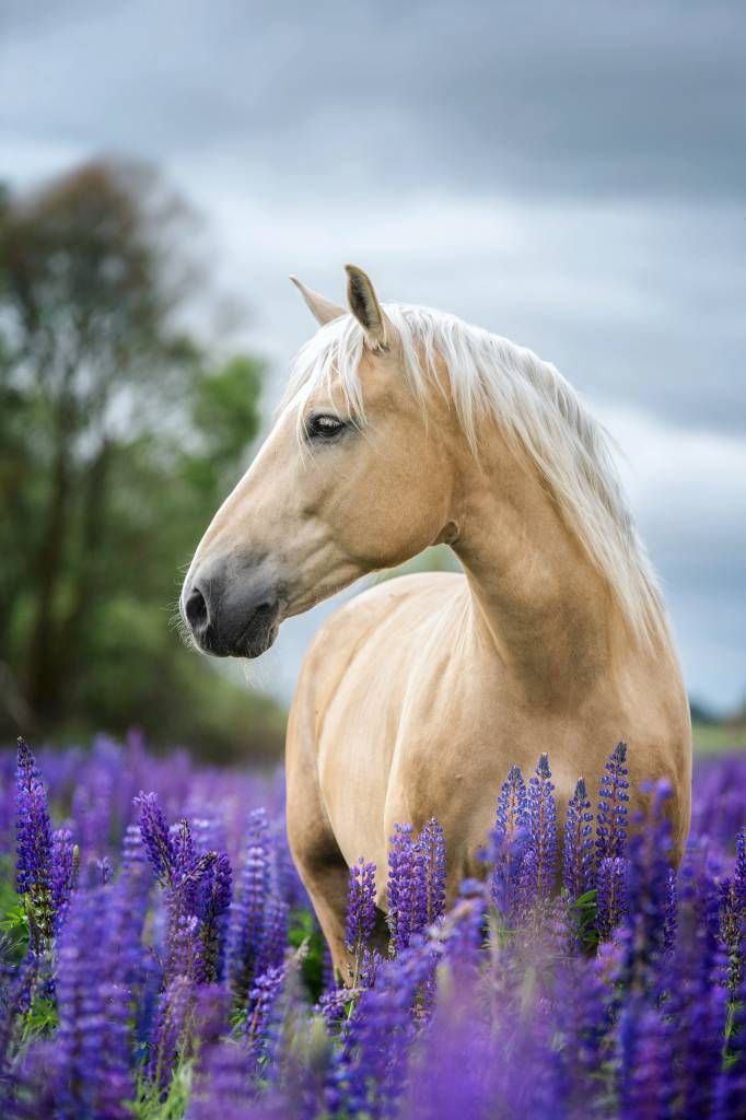 Paarden - Paard tussen de lavendel - Kinderkamer