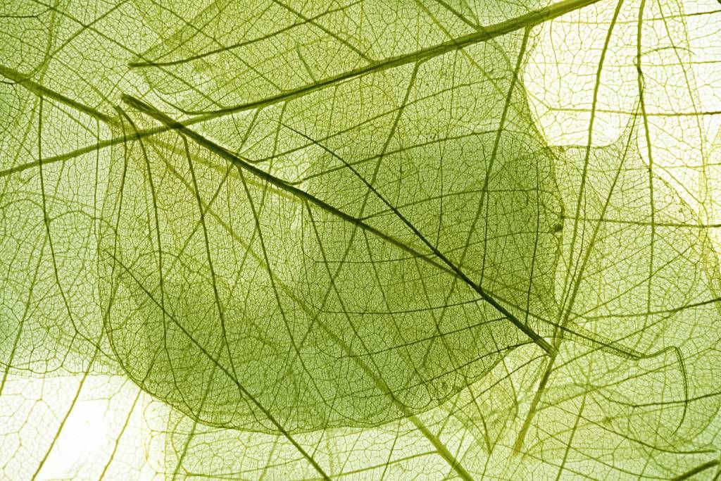 Bladeren - Groene bladeren  - Slaapkamer