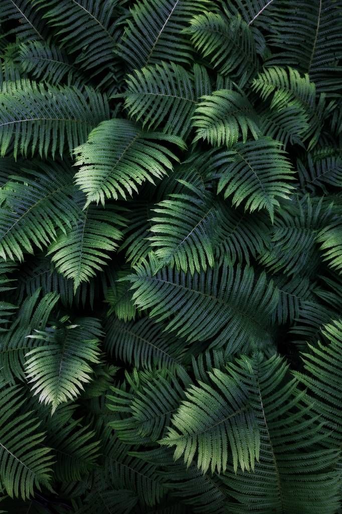 Bladeren - Grote palmbladeren - Woonkamer