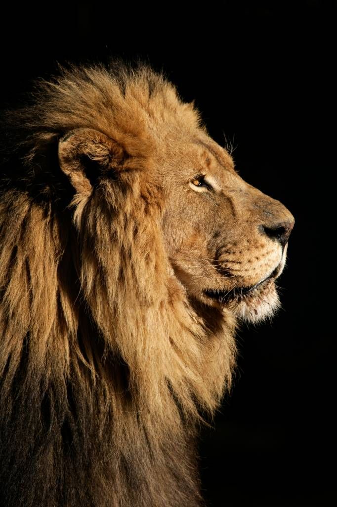 Roofdieren - Side profile van een leeuw - Tienerkamer