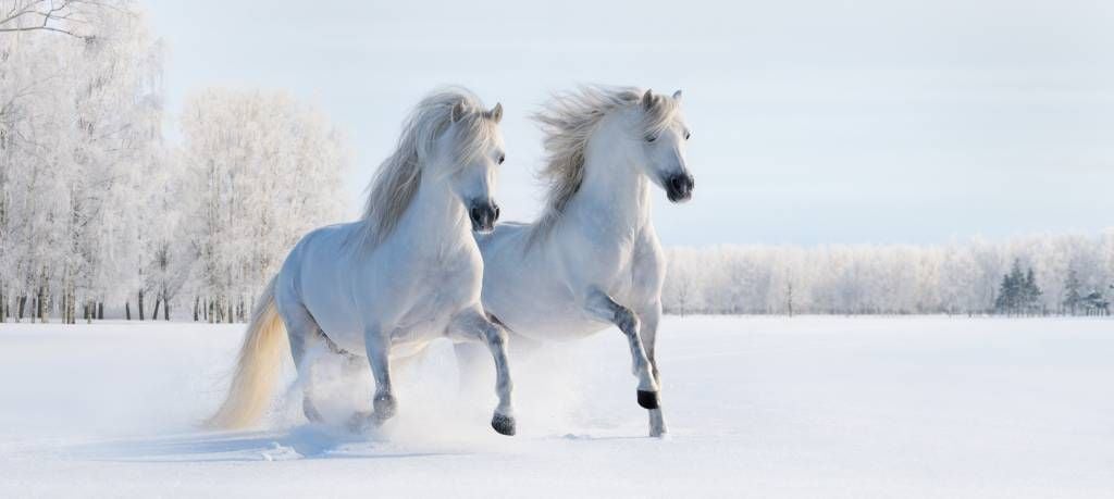 Paarden - Paarden in de sneeuw - Tienerkamer
