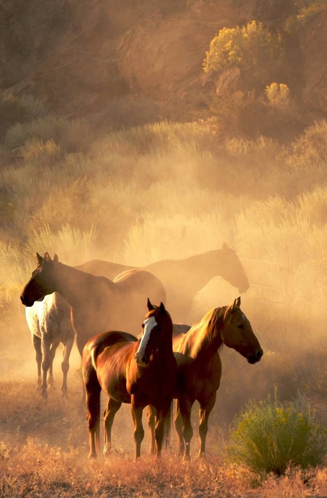 Paarden - Paarden tijdens een zonsondergang - Kinderkamer