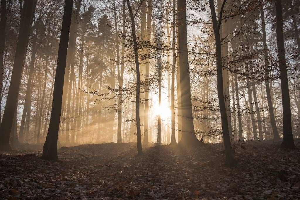 Bos behang - Zonnestralen in een mistig bos - Woonkamer