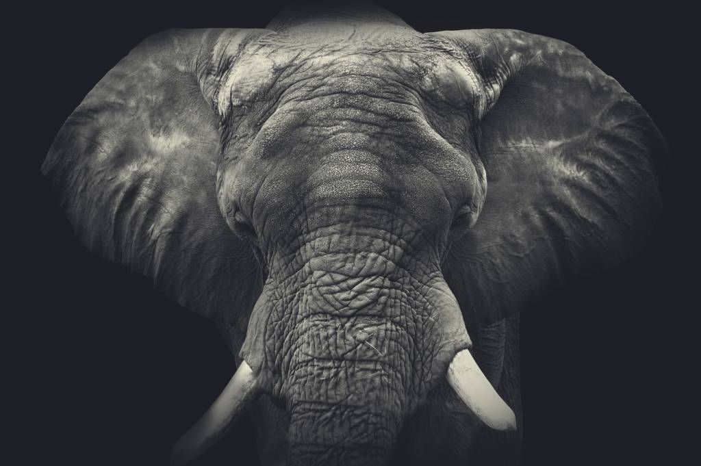 Olifanten - Close-up van een olifant - Slaapkamer