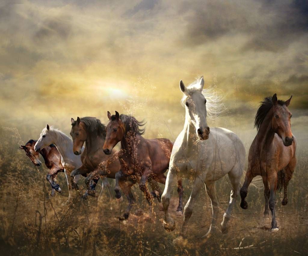 Paarden - Galopperende paarden bij zonsondergang - Kinderkamer