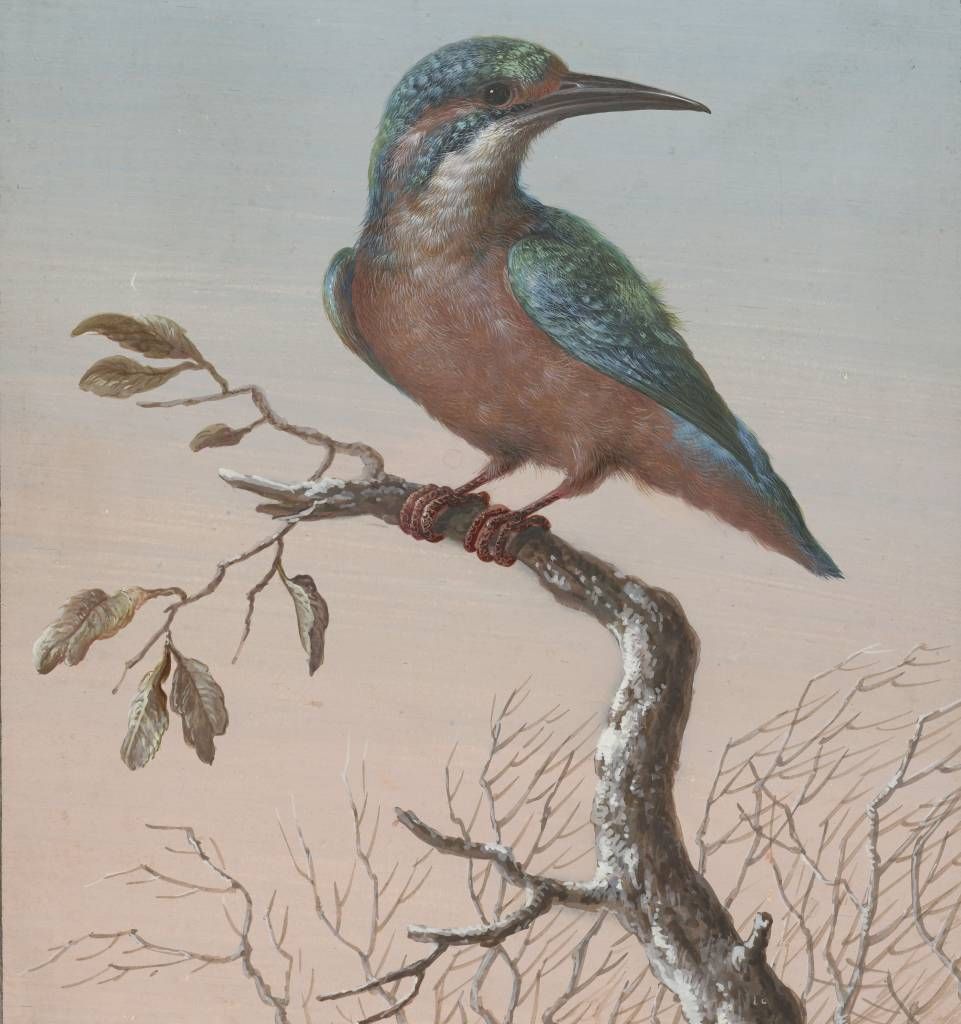 Vogel behang - IJsvogel schilderij - Keuken