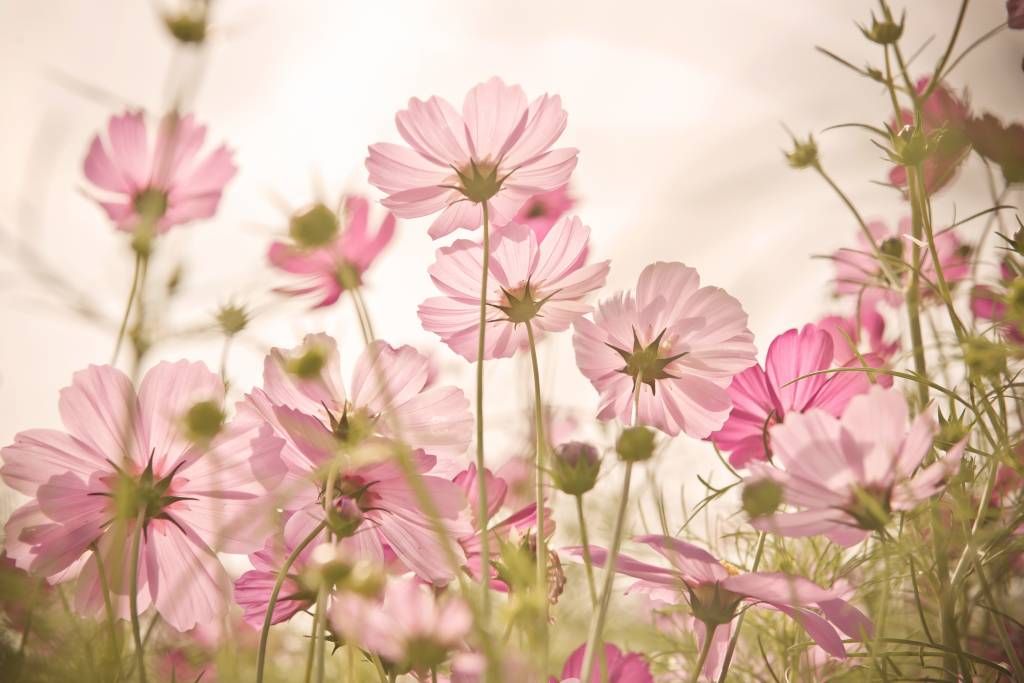 Bloemenvelden - Mooie bloementuin - Slaapkamer