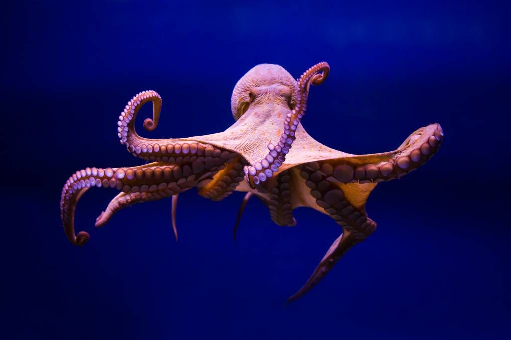 Zeedieren - Octopus - Hal