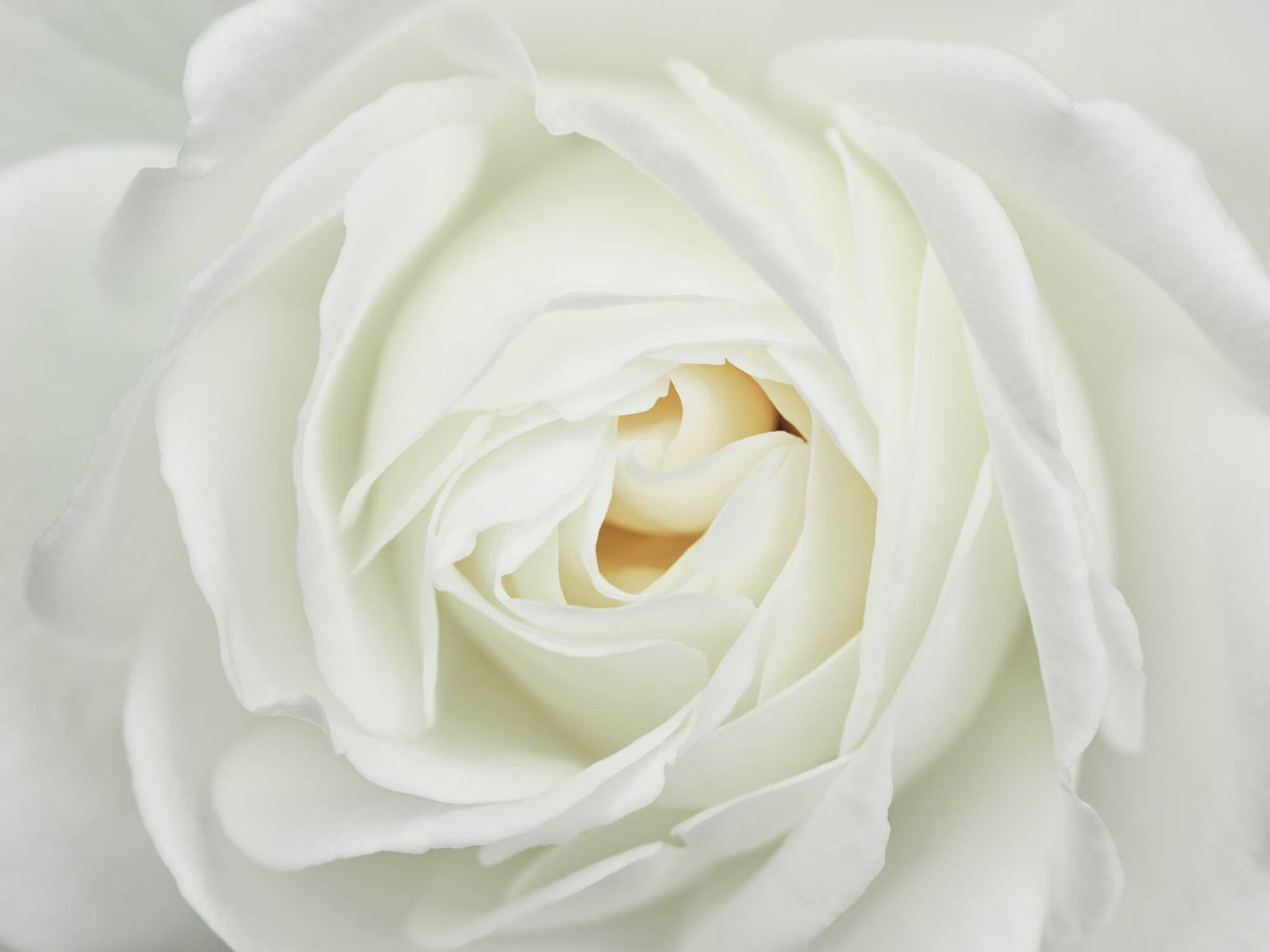 Rozen - Witte roos - Wallexclusive - Woonkamer Rozen - Witte roos - Wallexclusive - Woonkamer