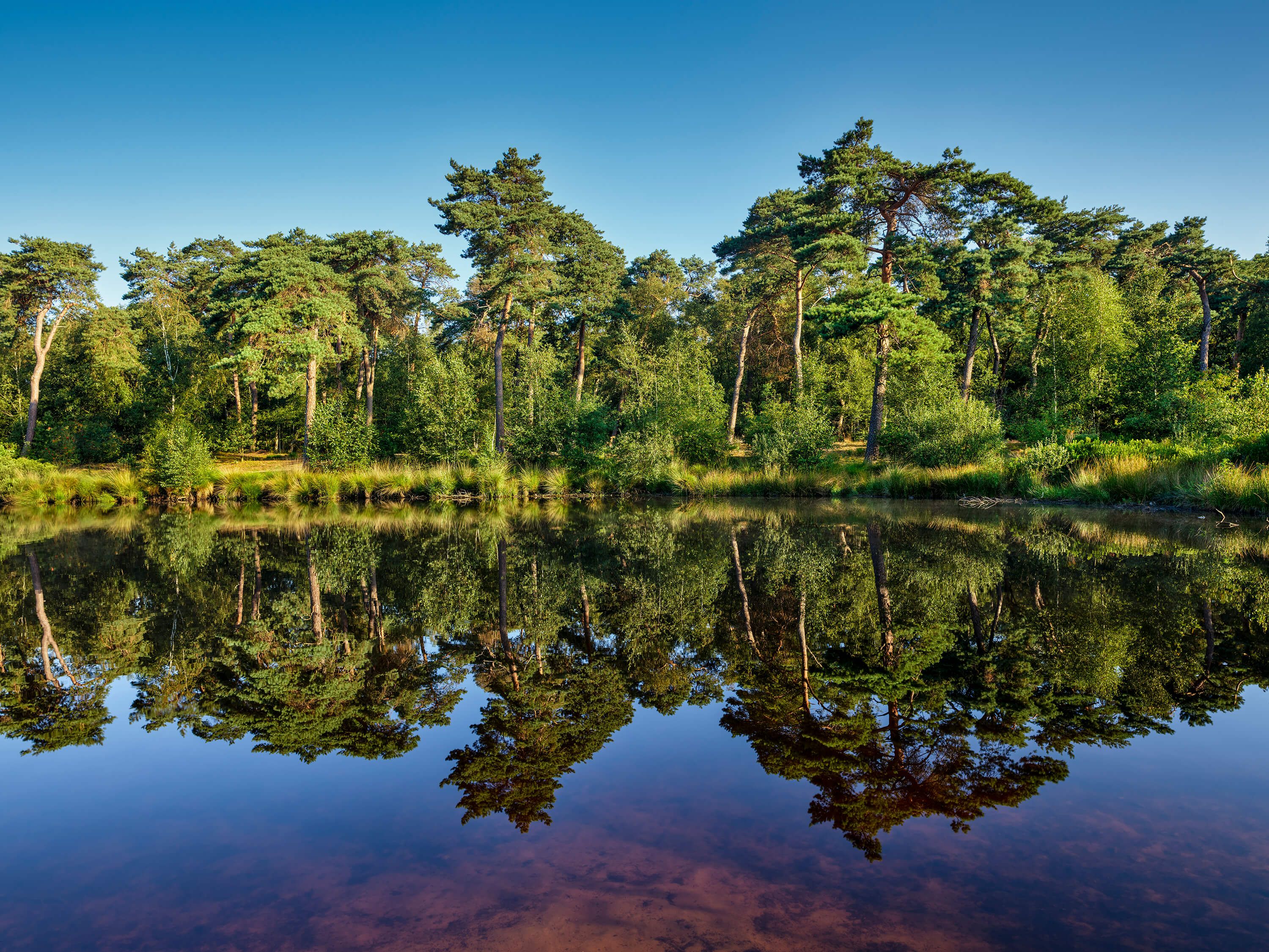 Bomen - Weerspiegeling in bosven - Slaapkamer Bomen - Weerspiegeling in bosven - Slaapkamer