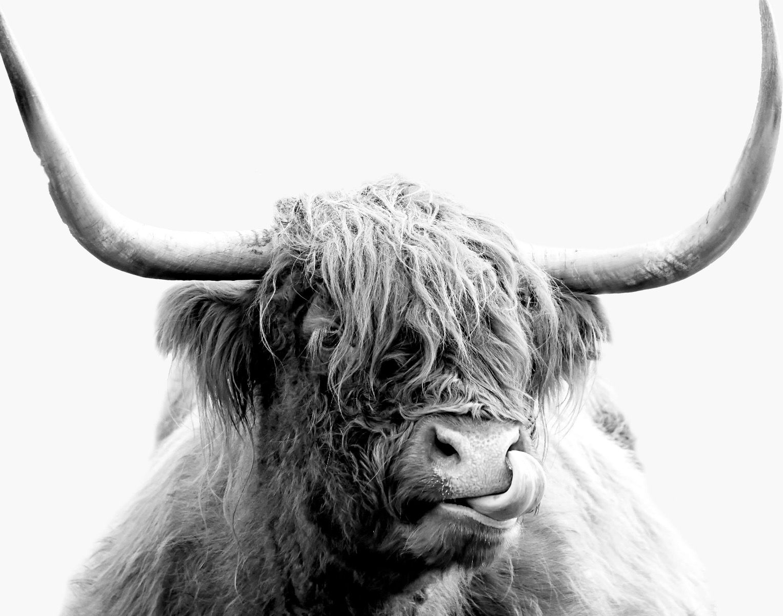 Hooglanders - Grappige Schotse hooglander - Woonkamer