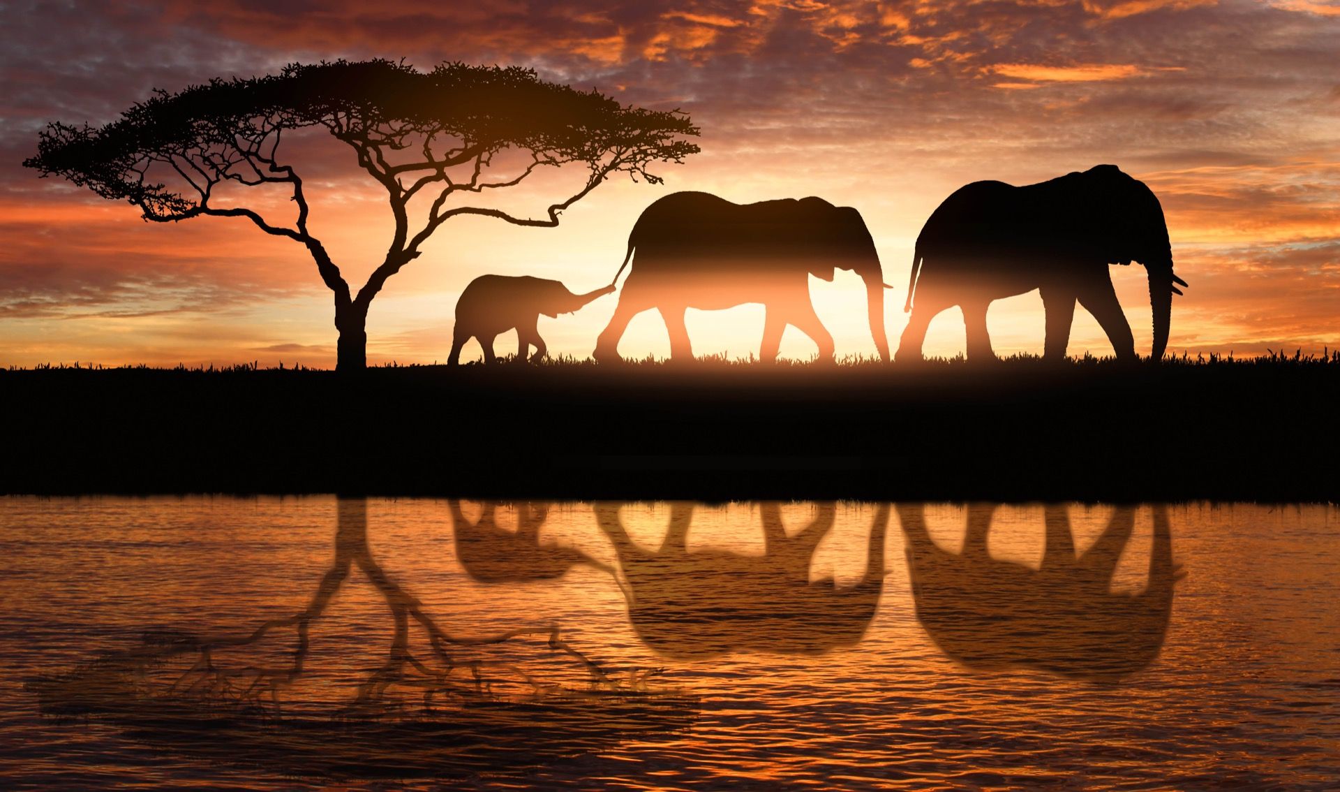 Dieren Olifanten in savanne