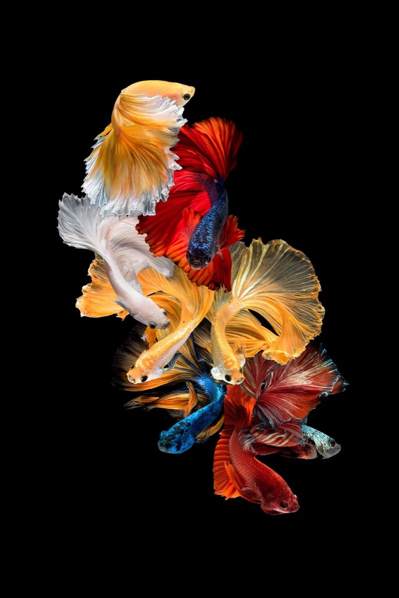 Dieren Vissen compositie