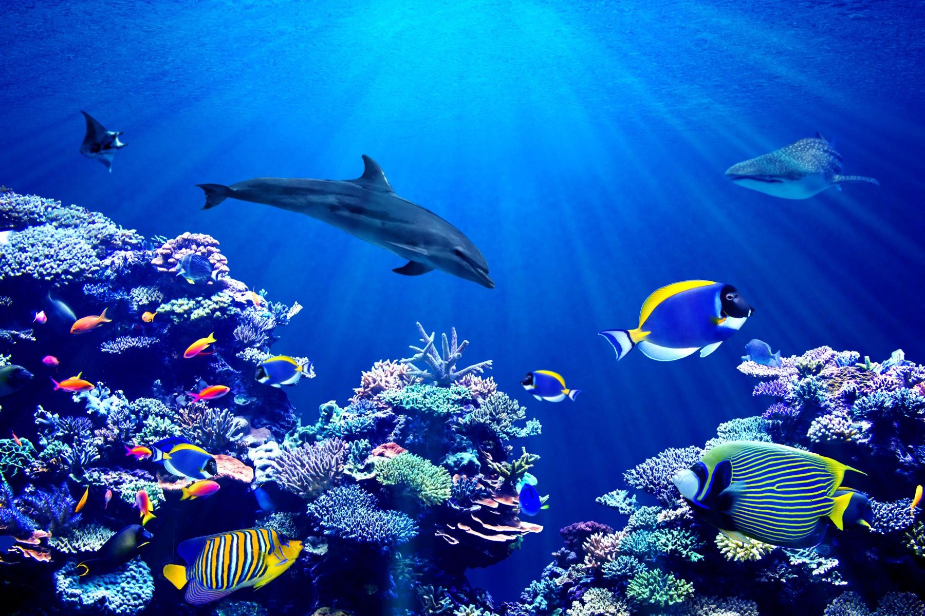 Dieren Onderwaterwereld blauw