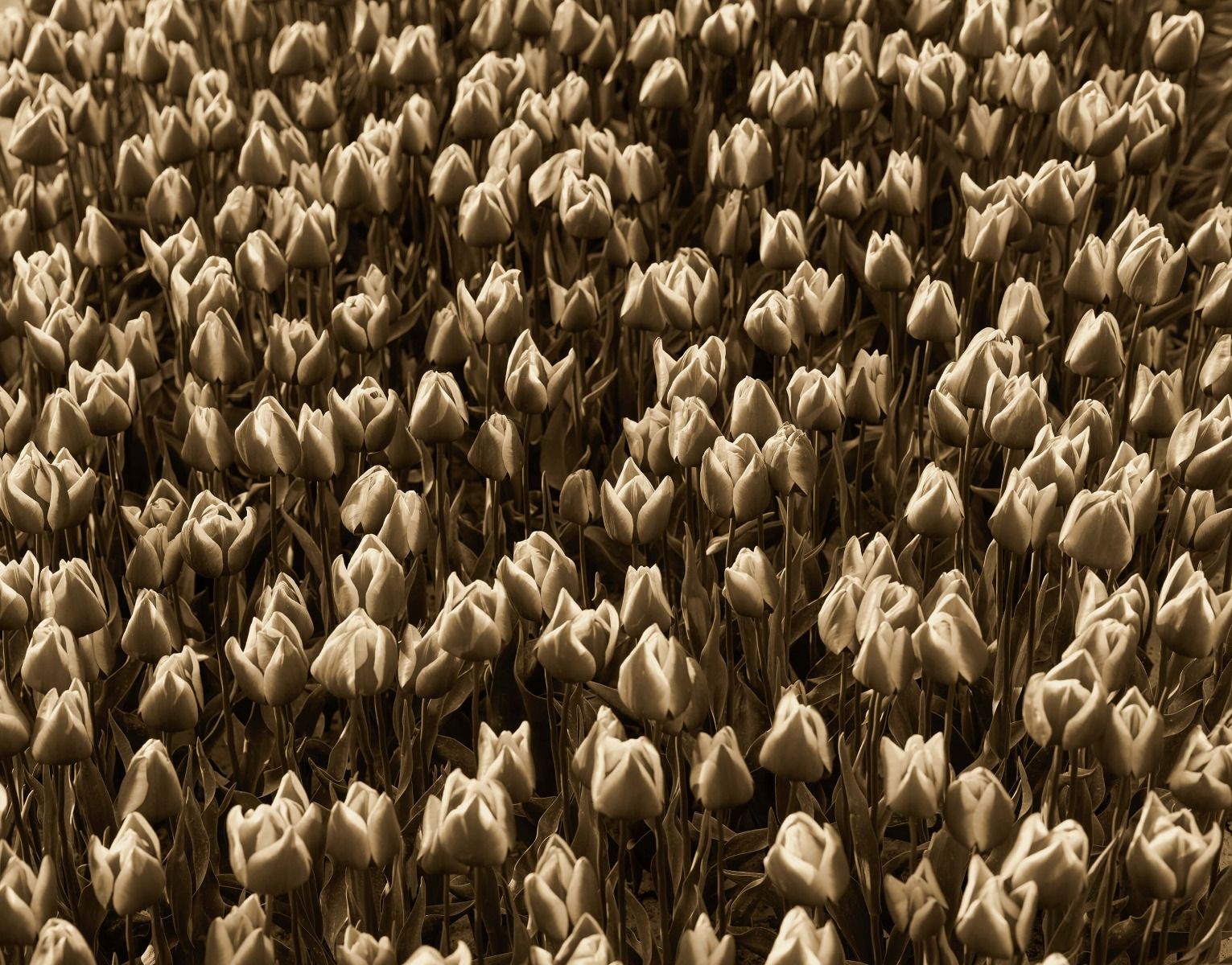 Tulpen - Gouden tulpen - Woonkamer