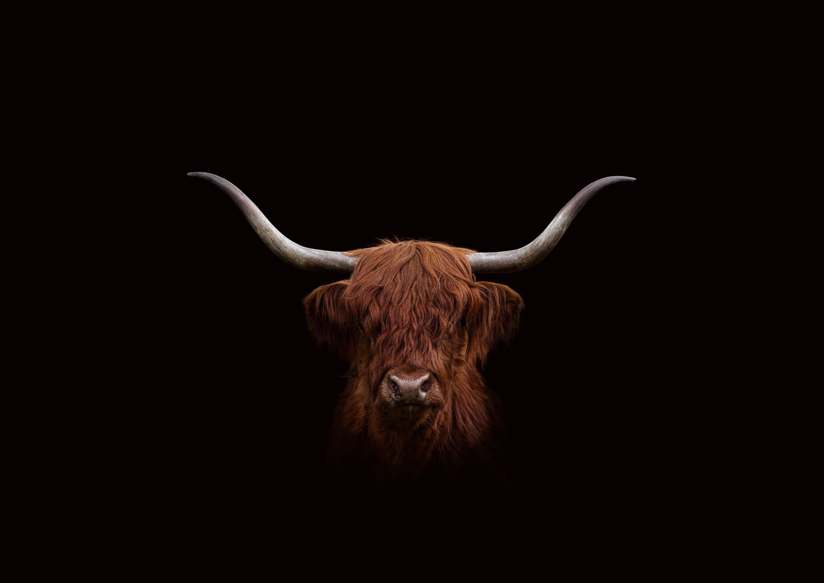 Dieren - Schotse hooglander op donkere achtergrond Dieren - Schotse hooglander op donkere achtergrond
