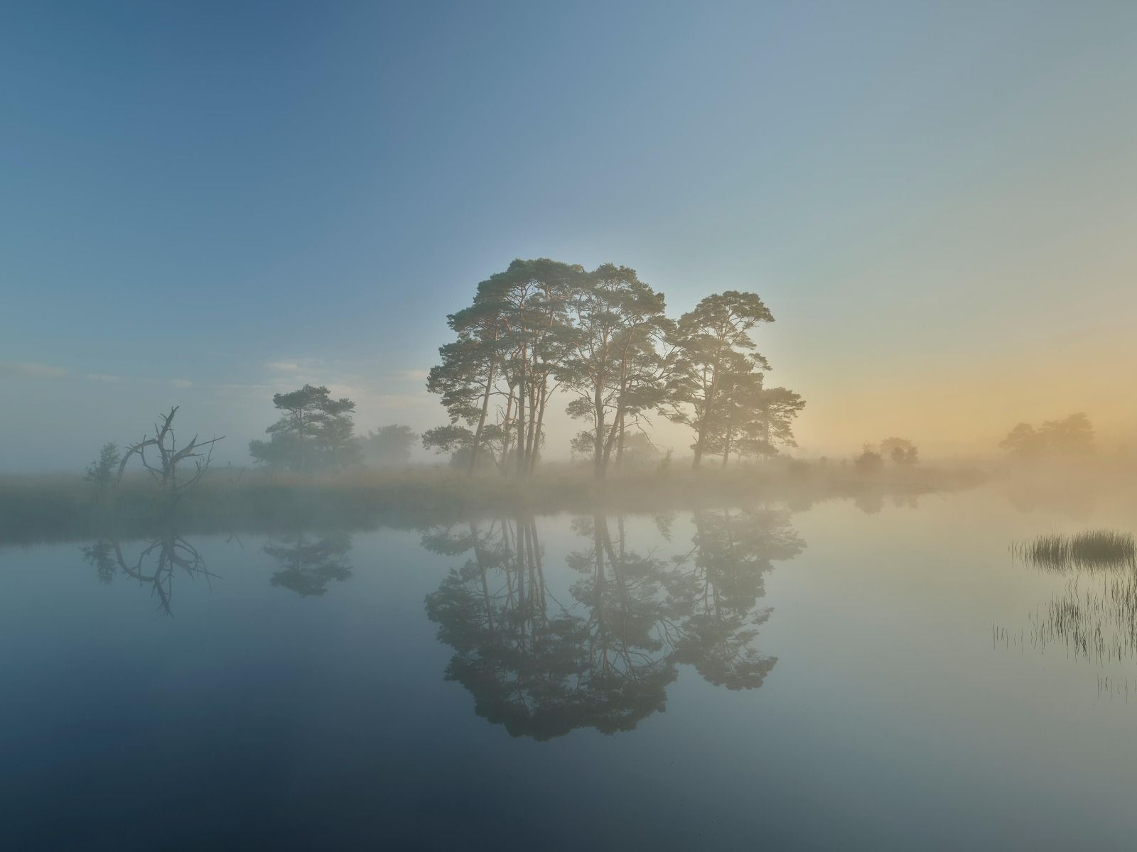 Natuur - Mist in heidegebied Natuur - Mist in heidegebied