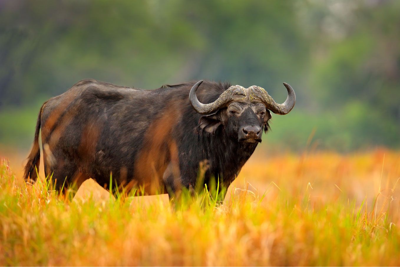 Dieren Buffel omringd door geel gras