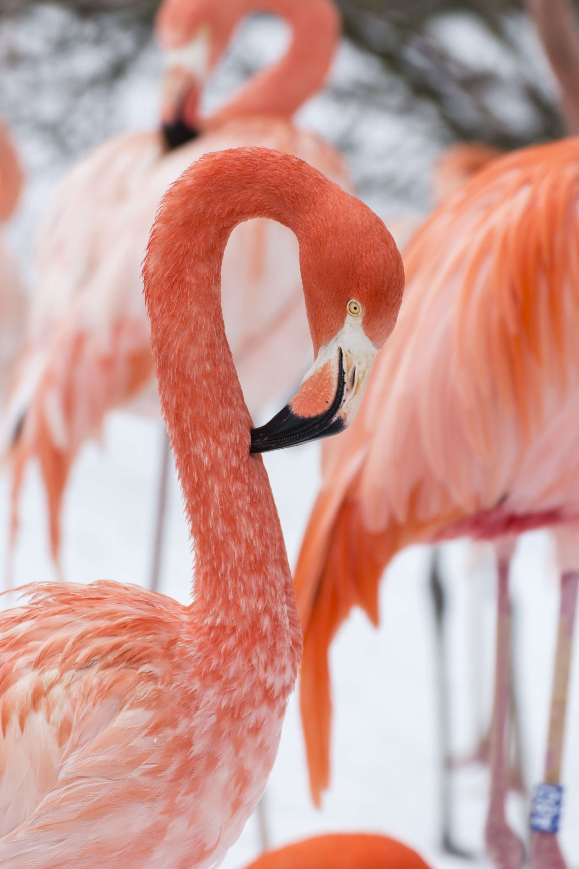 Dieren Flamingo portret