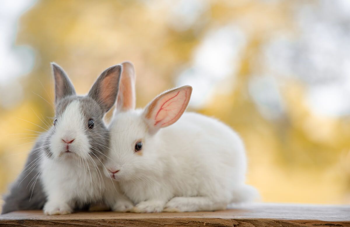 Dieren Close-up van konijnen