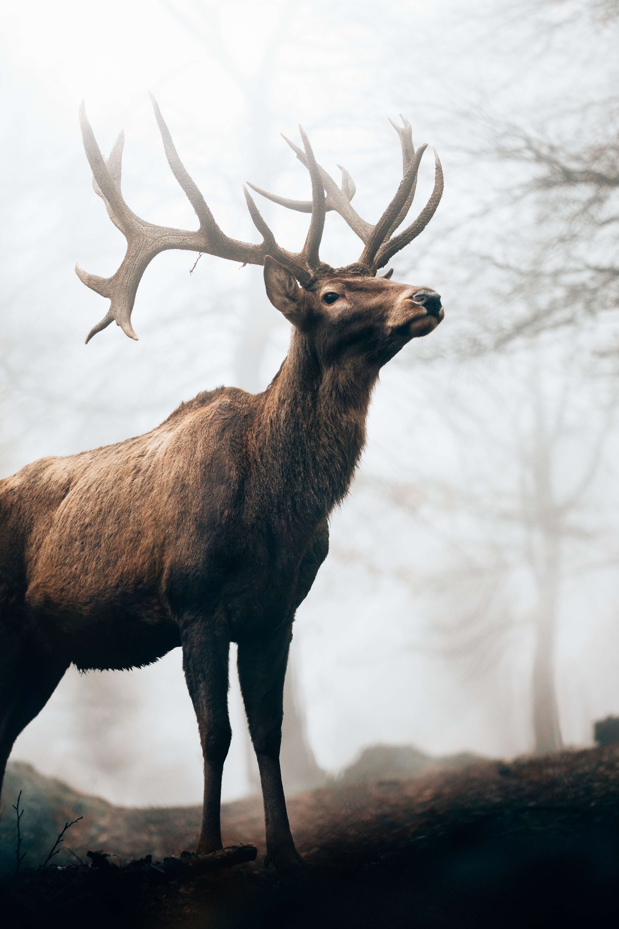 wallpaper Rendier in de mist wallpaper Rendier in de mist