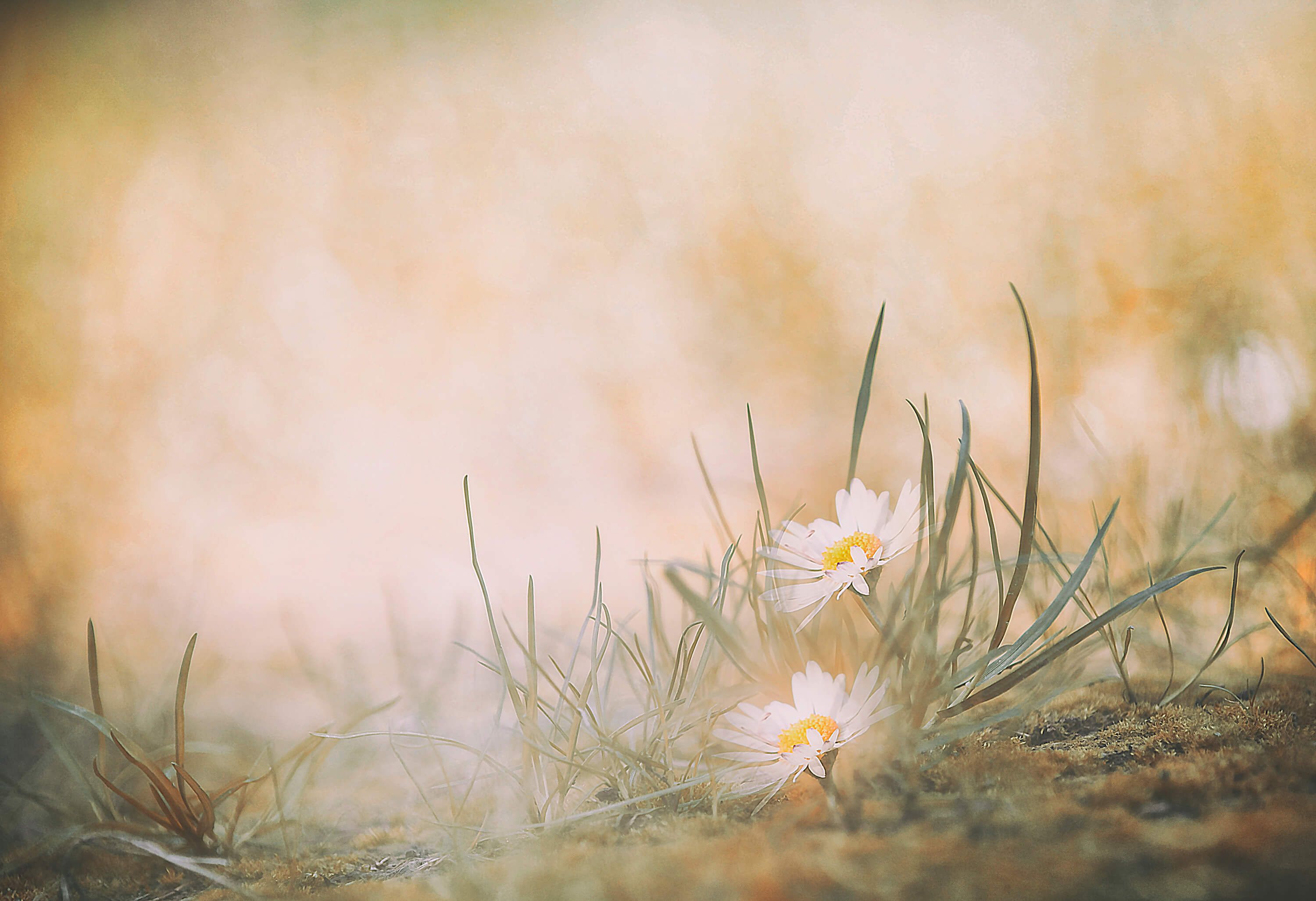 Daisy Daisy