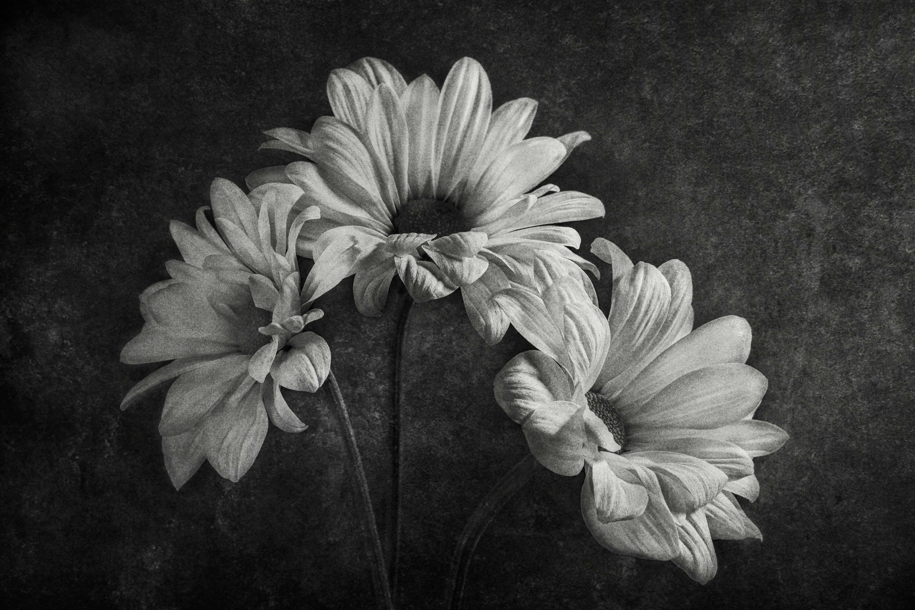 Flowers Flowers