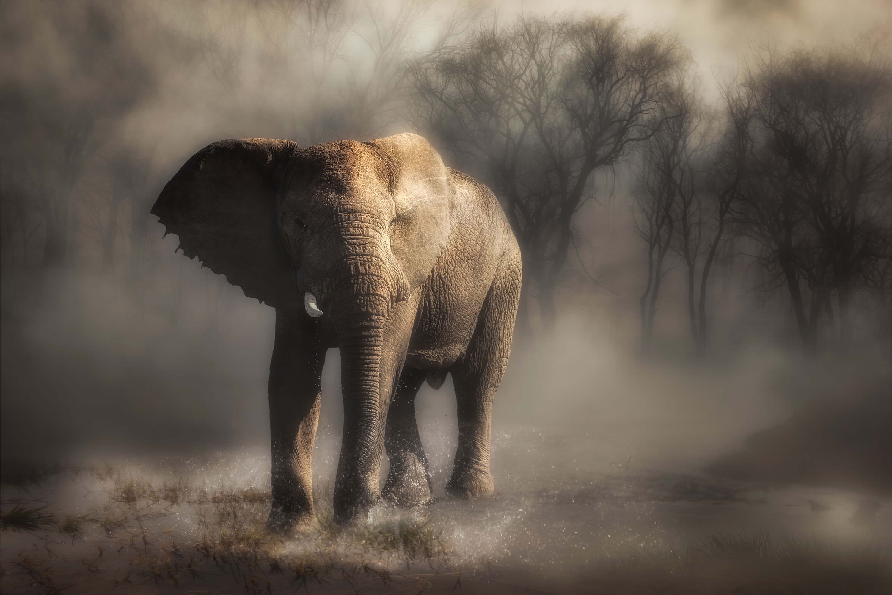 An elephant drinking water An elephant drinking water