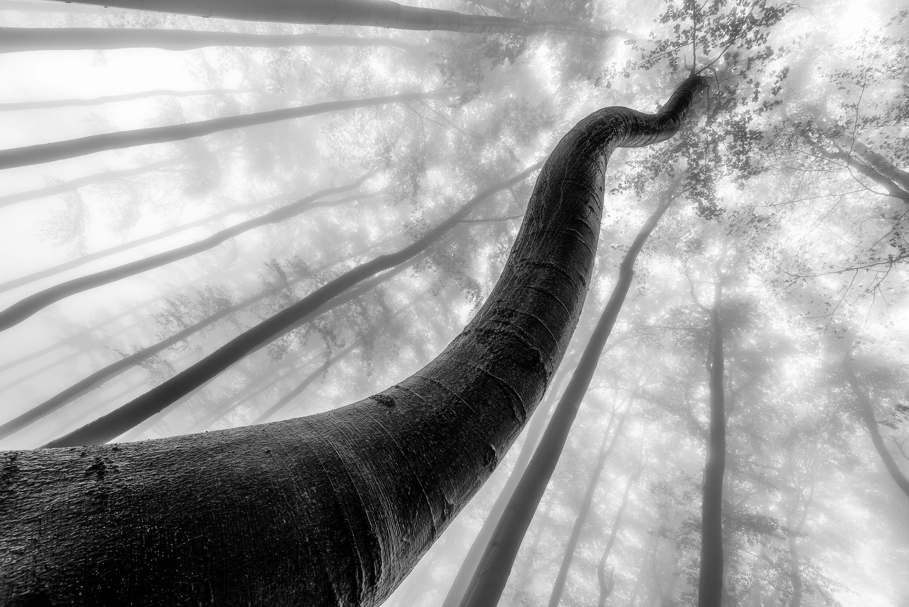 Tree shapes Tree shapes