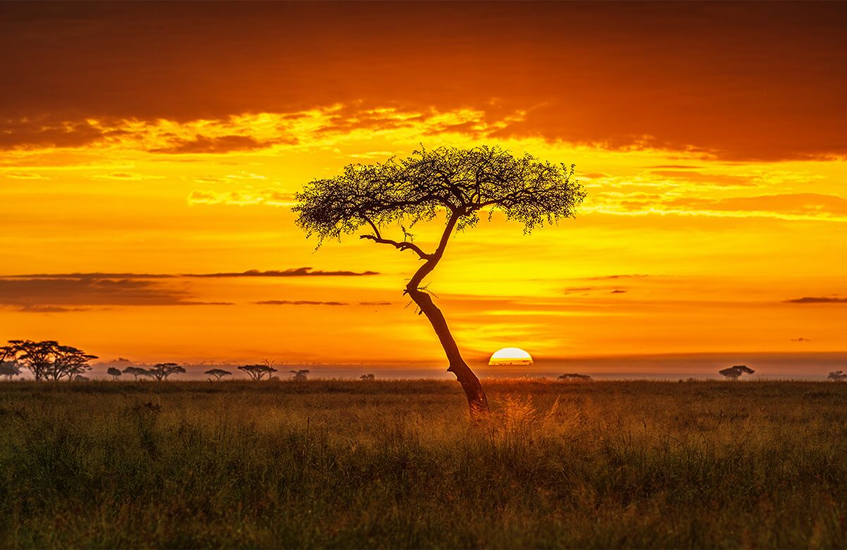 Primordial Africa Primordial Africa