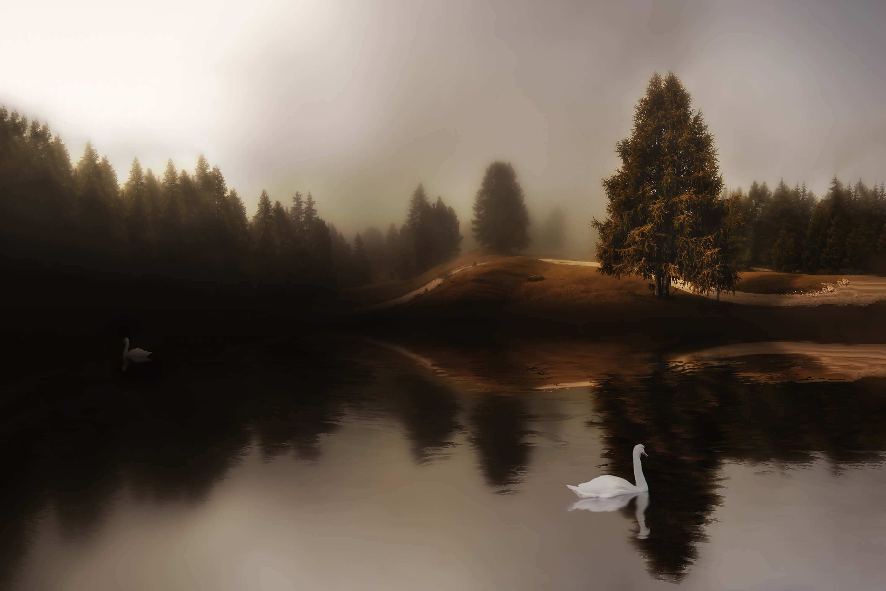Swan Lake Swan Lake