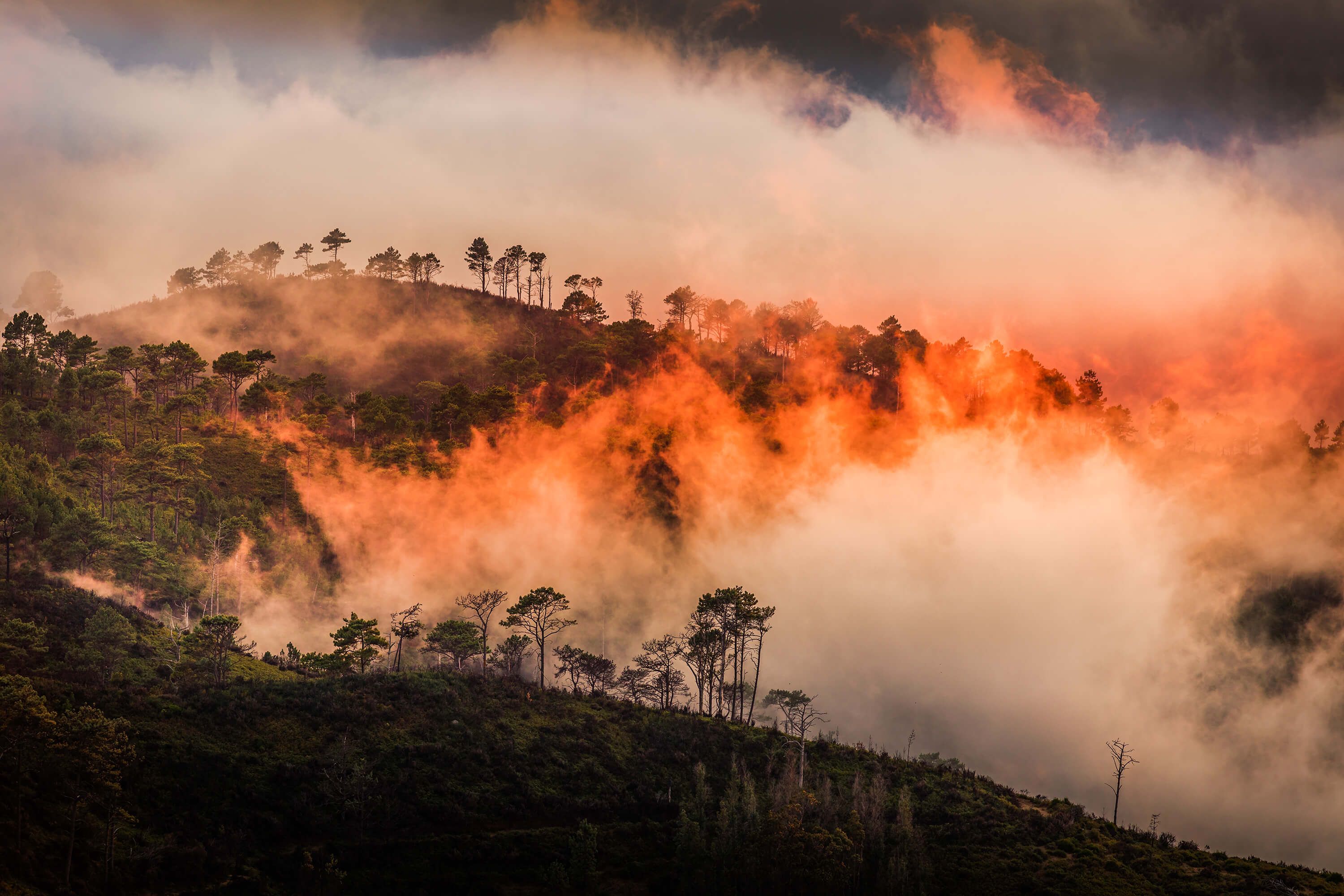 Wildfire Wildfire