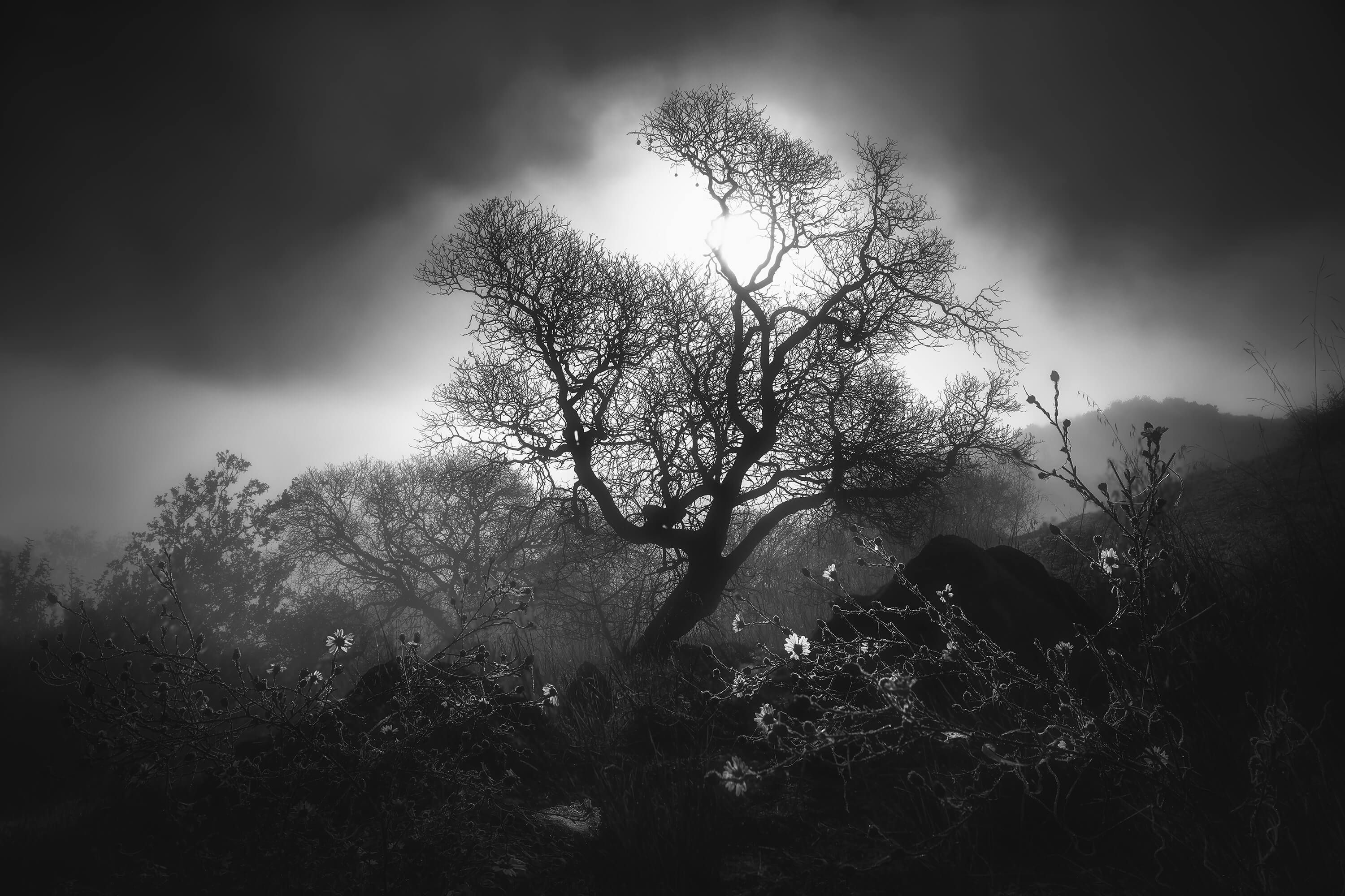 Fog Scene Fog Scene