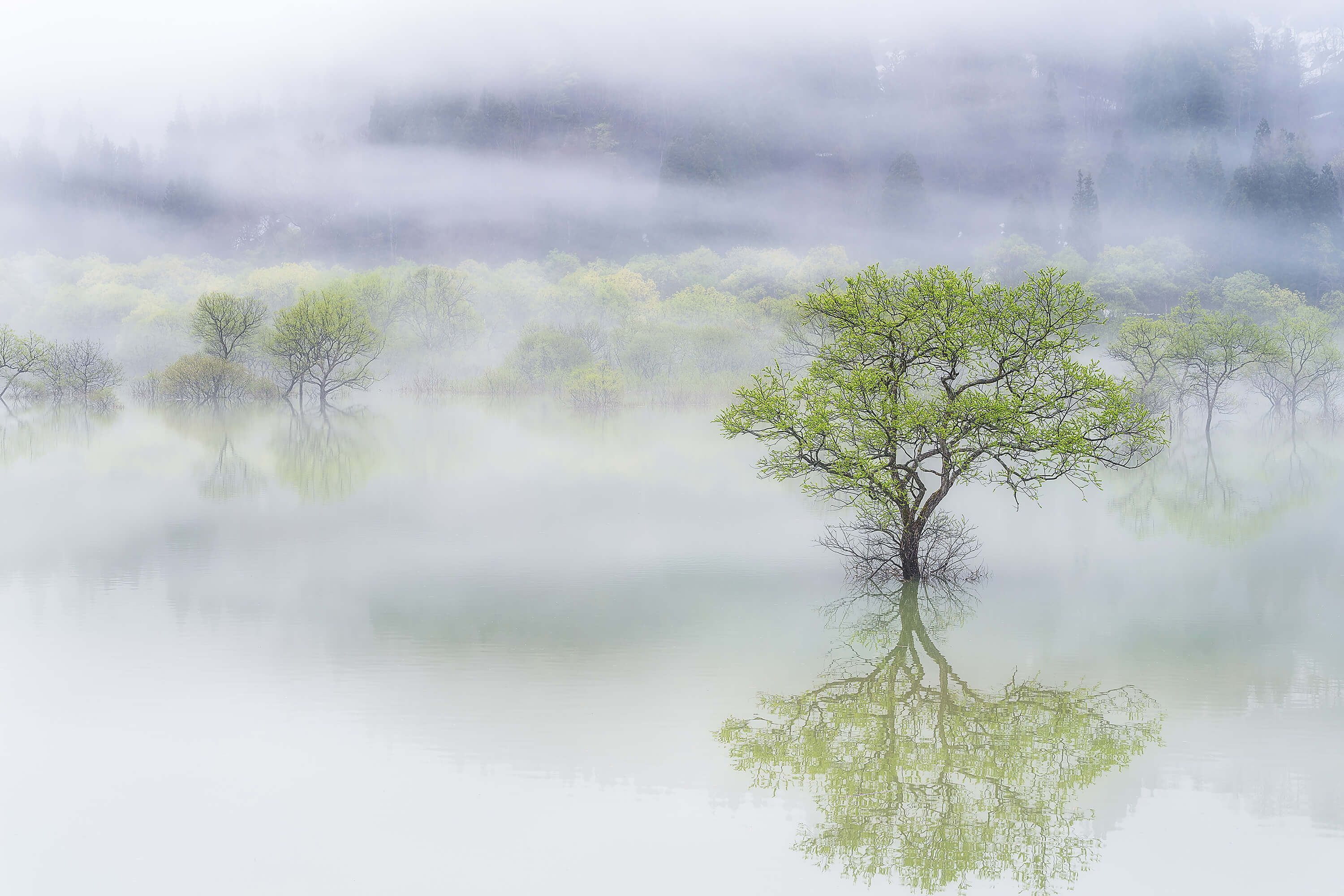 Dreamy tree Dreamy tree