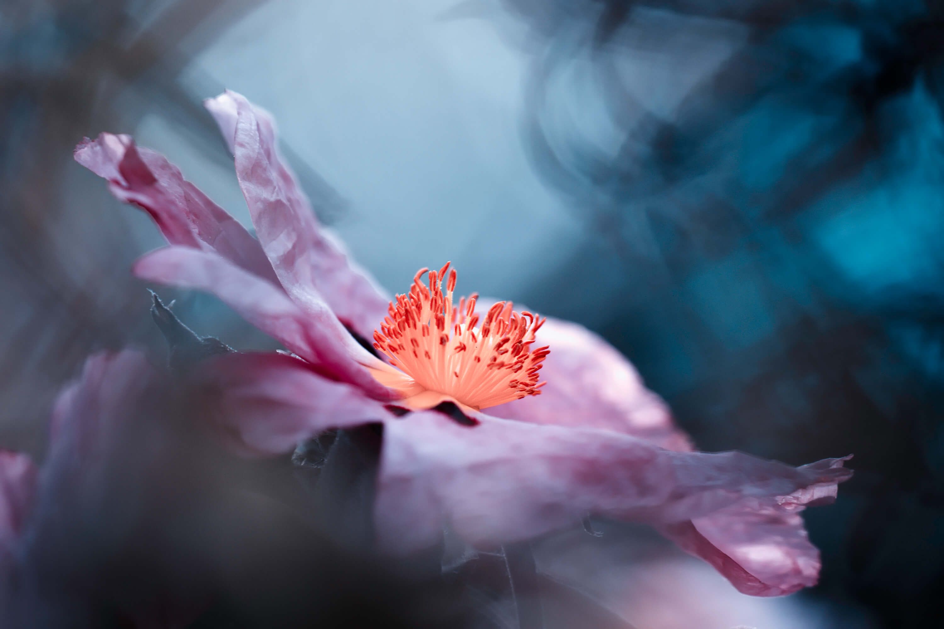 Even flowers have stories to tell Even flowers have stories to tell