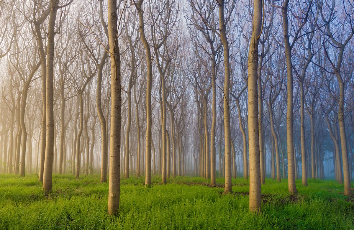 Morning of the Forest Morning of the Forest