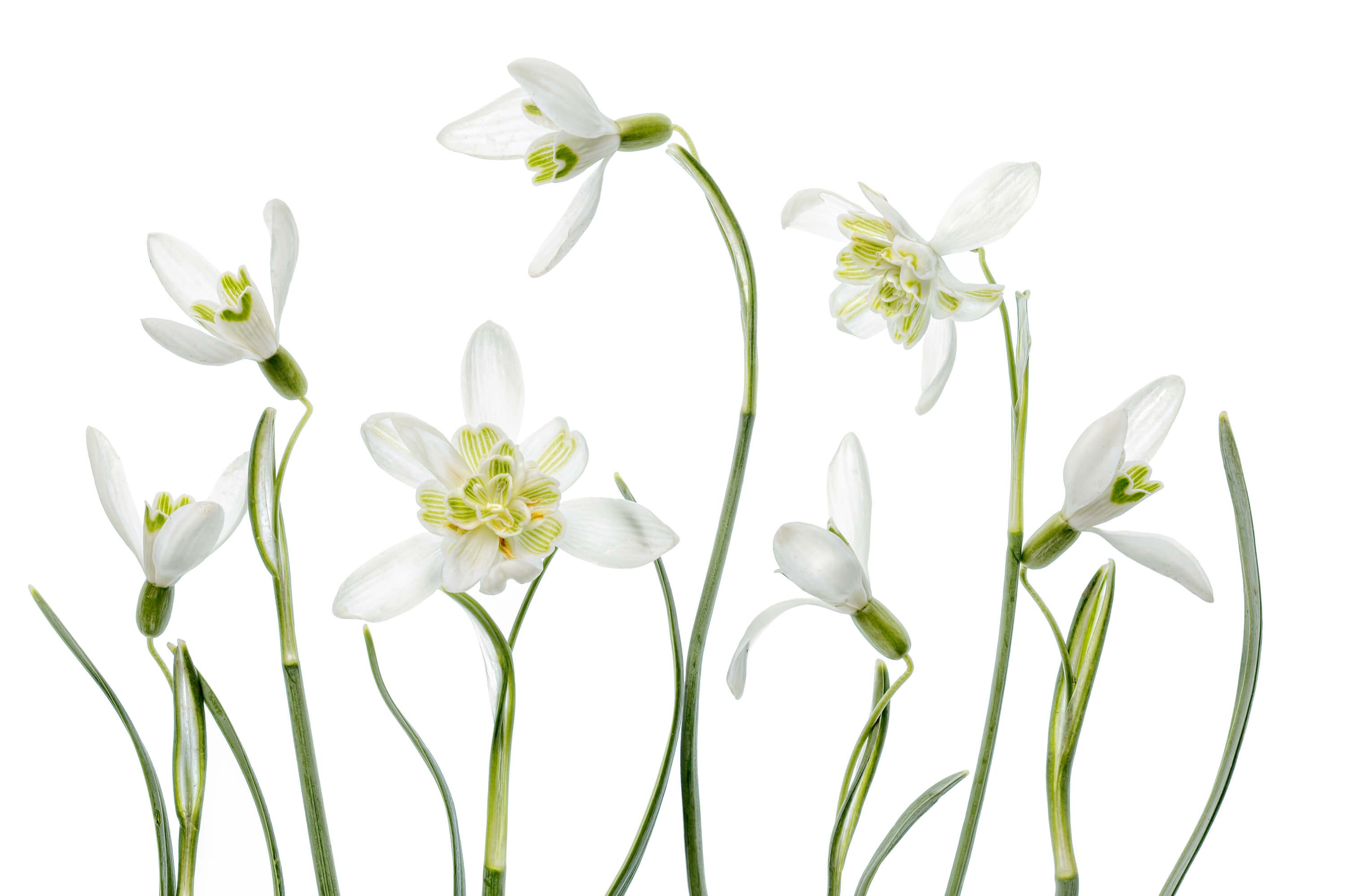 Spring Snowdrops Spring Snowdrops