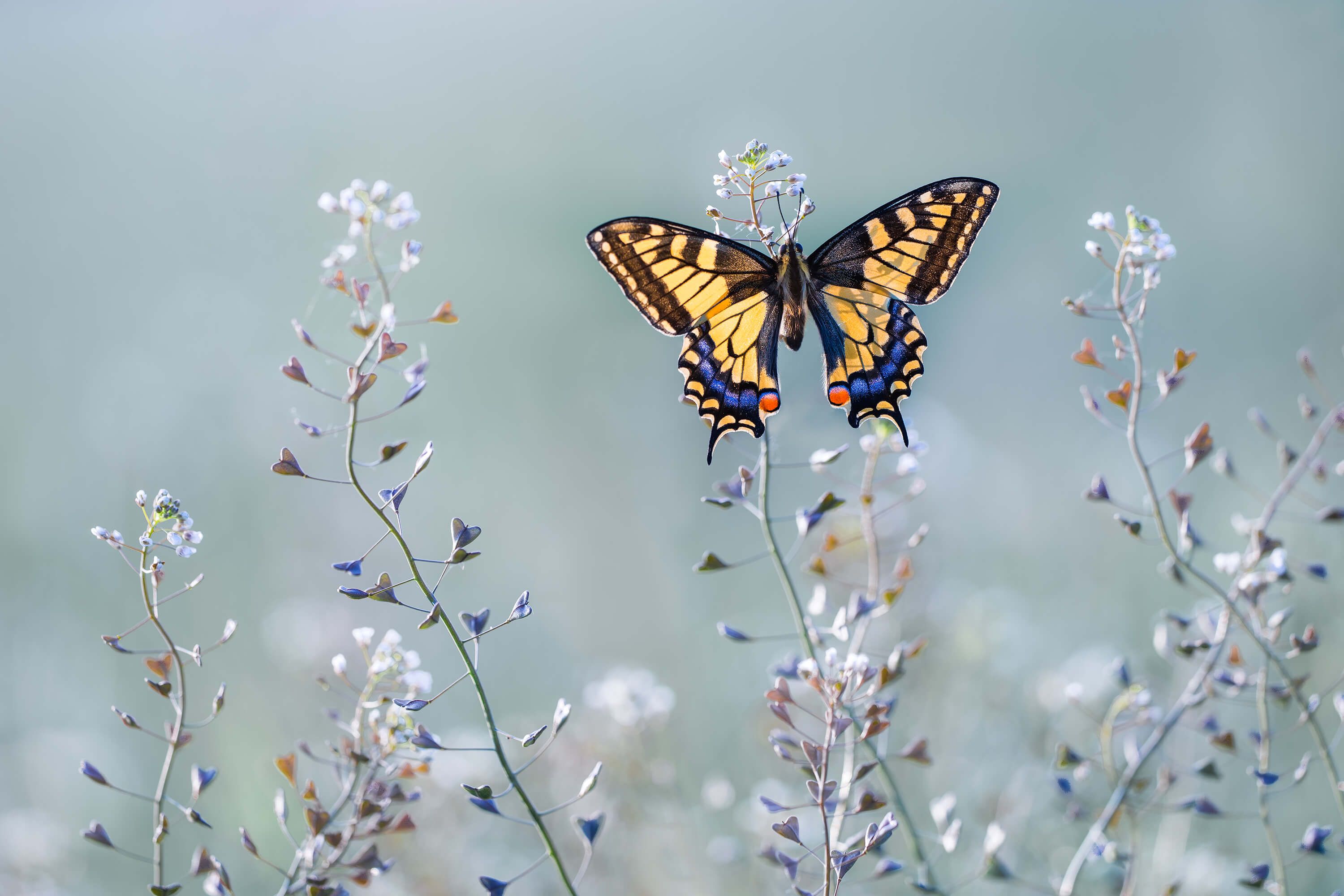 Swallowtail beauty Swallowtail beauty