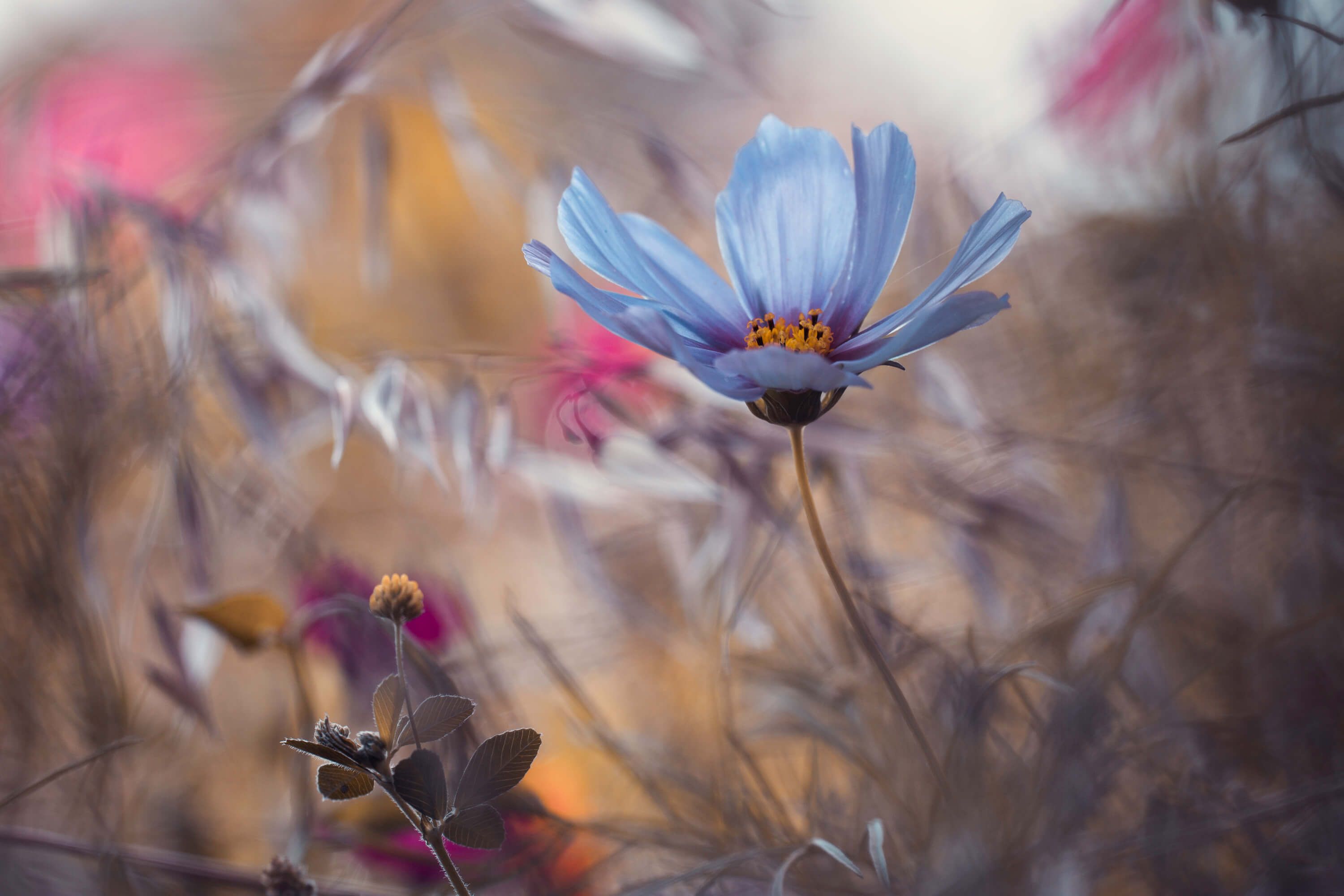 Things that flowers tell Things that flowers tell